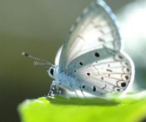 Puzle Borboleta branca