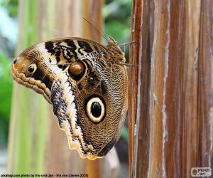 Puzle Borboleta-coruja