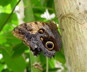 Puzle Borboleta em um tronco