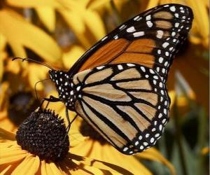 Puzle borboleta em uma flor amarela