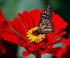 Puzle Borboleta em uma flor