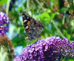 Puzle Borboleta em uma flor