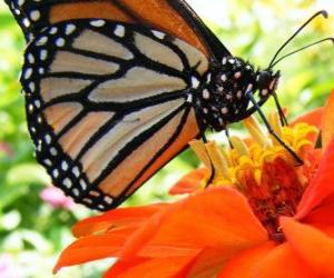 Puzle borboleta em uma flor