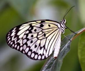 Puzle Borboleta em uma folha