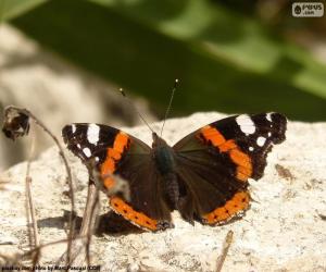 Puzle Borboleta em uma rocha