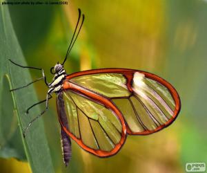 Puzle Borboleta Greta oto