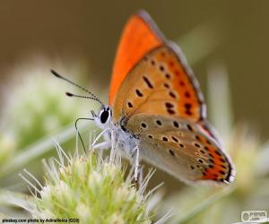 Puzle Borboleta laranja