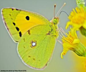 Puzle Borboleta lima