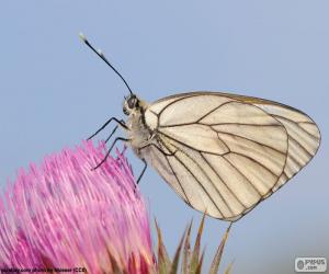 Puzle Borboleta na flor rosa