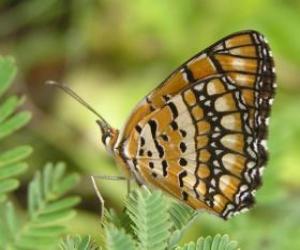 Puzle Borboleta repousa sobre uma planta