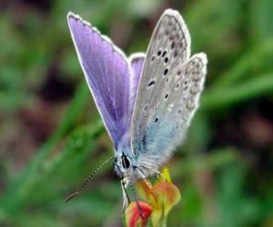 Puzle Borboleta