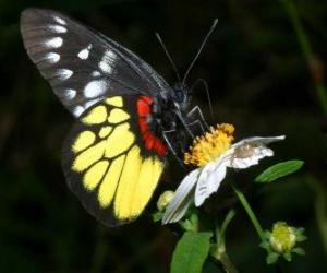 Puzle Borboleta