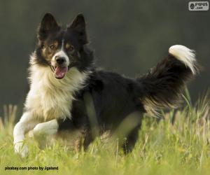 Puzle Border collie