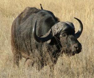 Puzle Buffalo