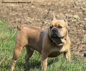 Puzle Buldogue Francês