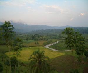 Puzle Bwindi impenetrável floresta, Uganda.