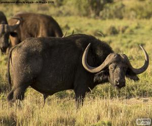 Puzle Búfalo-africano
