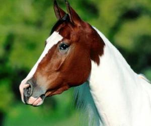 Puzle Cabeça de cavalo jovem, lado, vista