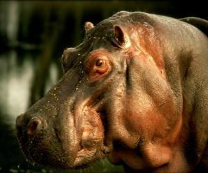 Puzle cabeça de hipopótamo-comum