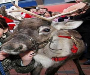 Puzle Cabeça de rena de Natal