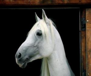Puzle Cabeça cavalo branco