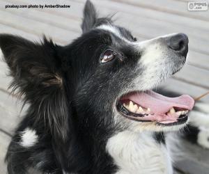 Puzle Cabeça de border collie