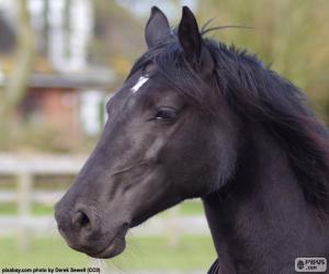 Puzle Cabeça de cavalo preto