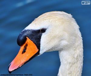 Puzle Cabeça de cisne