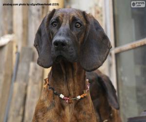 Puzle Cabeça de Cão de Hanôver