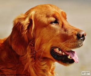 Puzle Cabeça de golden retriever