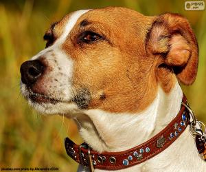 Puzle Cabeça de Jack Russell Terrier