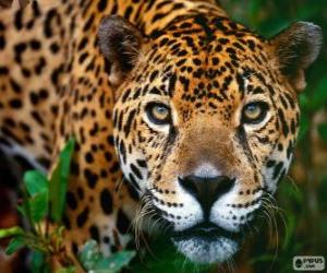 Puzle Cabeça de Jaguar - Onça-pintada
