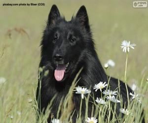 Puzle Cabeça de pastor belga Groenendael