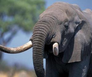 Puzle Cabeça de um grande elefante