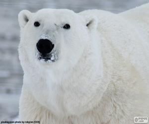 Puzle Cabeça de um urso polar