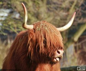 Puzle Cabeça de vaca nas terras altas