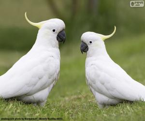 Puzle Cacatua-de-crista-amarela