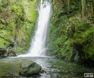 Puzle Cachoeira e musgo