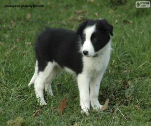 Puzle Cachorrinho Border Collie