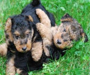 Puzle Cachorro da Welsh Terrier