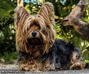 Puzle Cachorro Terrier