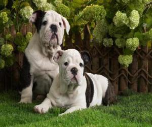 Puzle Cachorros Bulldog