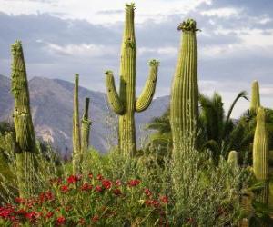 Puzle Cacto Saguaro