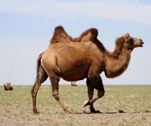 Puzle Camelo, animal ruminante sem cornos com duas corcovas, como o armazenamento de gordura