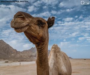 Puzle Camelo no deserto