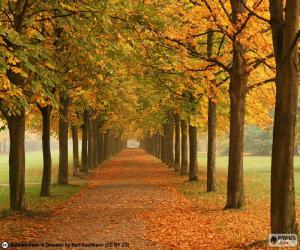Puzle Caminho entre árvores no outono