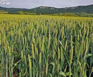 Puzle Campo de cereais na primavera