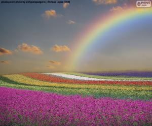 Puzle Campo de flores