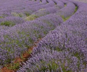 Puzle Campo de lavanda