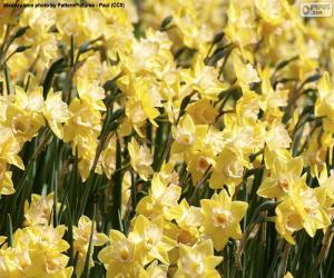 Puzle Campo de Narciso